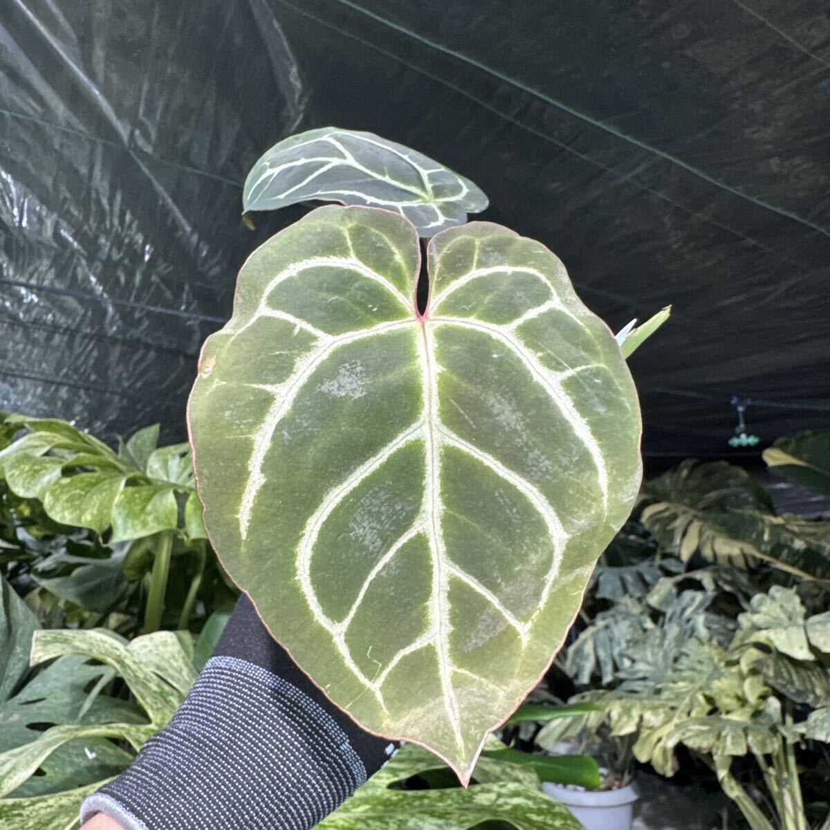 D7 アンスリウム クリスタリナム　X マニフィカム　2寸ポリポット　ネコポス発送