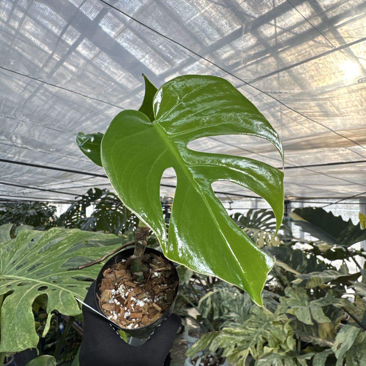 A2 モンステラ　デリシオーサ　コンパクタ　送料込み