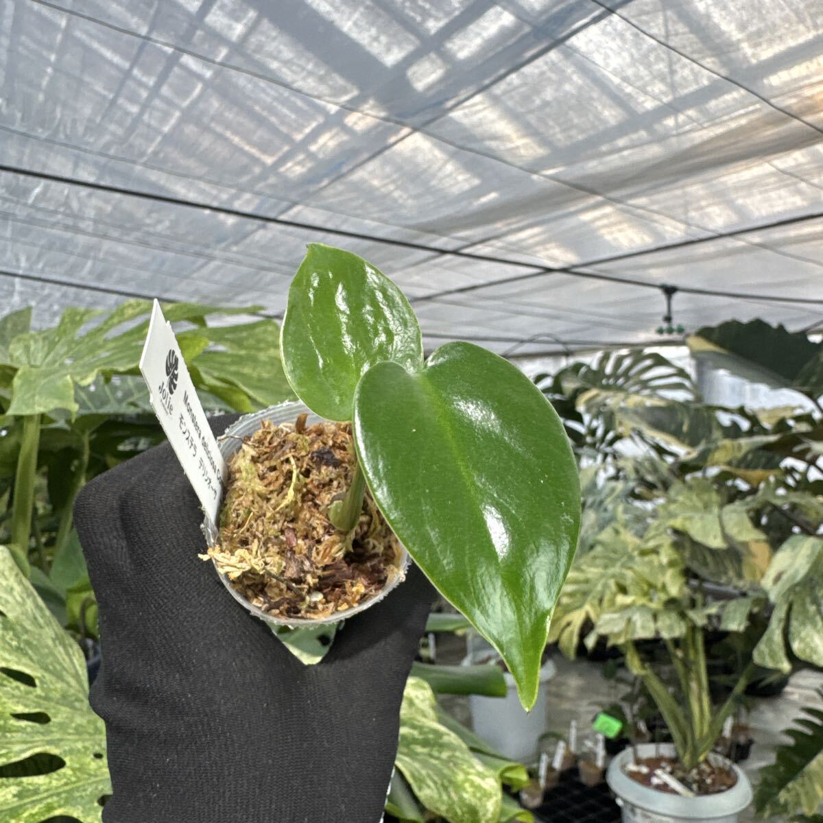 22 モンステラ　デリシオーサ　コンパクタ　2寸ポリポット　ネコポス発送