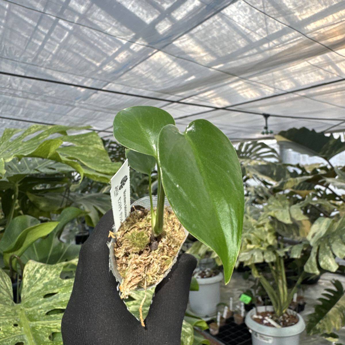 23 モンステラ　デリシオーサ　コンパクタ　2寸ポリポット　ネコポス発送