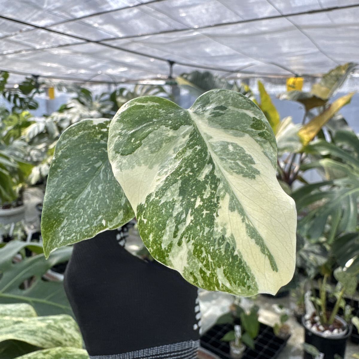 X3 厳選斑入り　モンステラ タイコンステレーション　２寸ポリポット　ネコポス発送