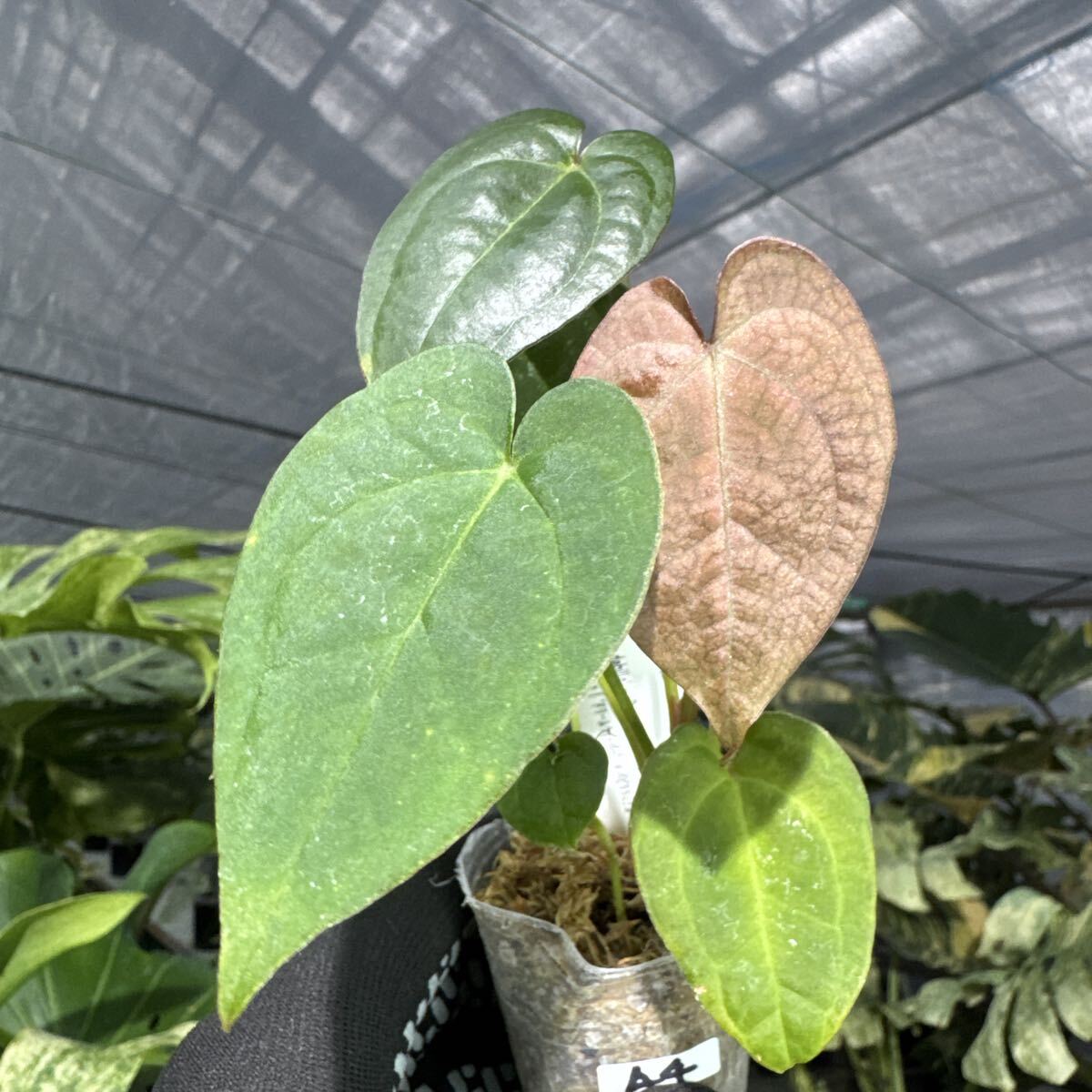 A4 アンスリウム　ベッセアエ × デビリス×ドリームウィーバー×パピリラミナム　2寸ポリポット　ネコポス発送