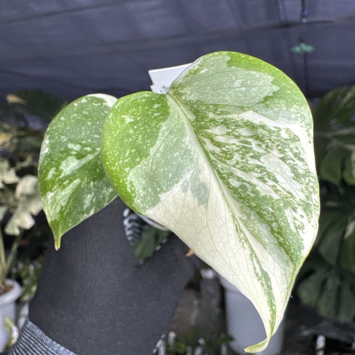 X12厳選斑入り　モンステラ タイコンステレーション　２寸ポリポット　ネコポス発送
