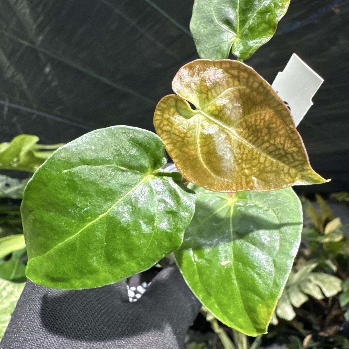 A5 アンスリウム パピリラミナム ‘グナヤラ’ ネコポス発送