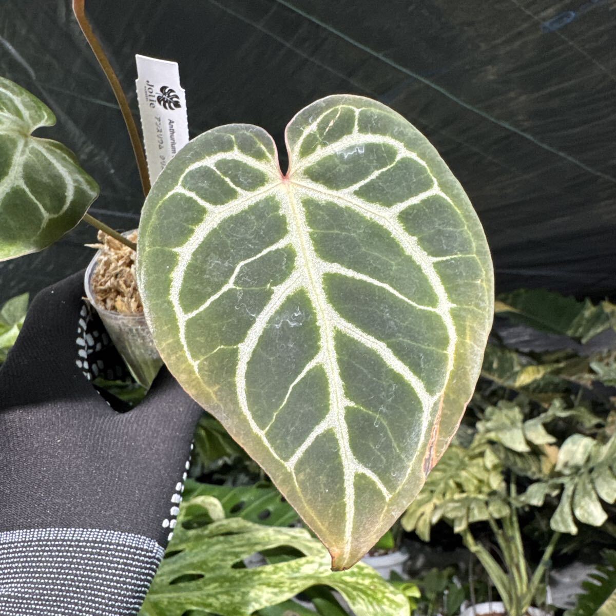 7 アンスリウム クリスタリナム　シルバー　X マニフィカム　2寸ポリポット　ネコポス発送