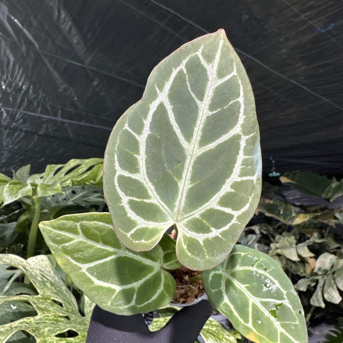 8 アンスリウム クリスタリナム　シルバー　X マニフィカム　2寸ポリポット　ネコポス発送