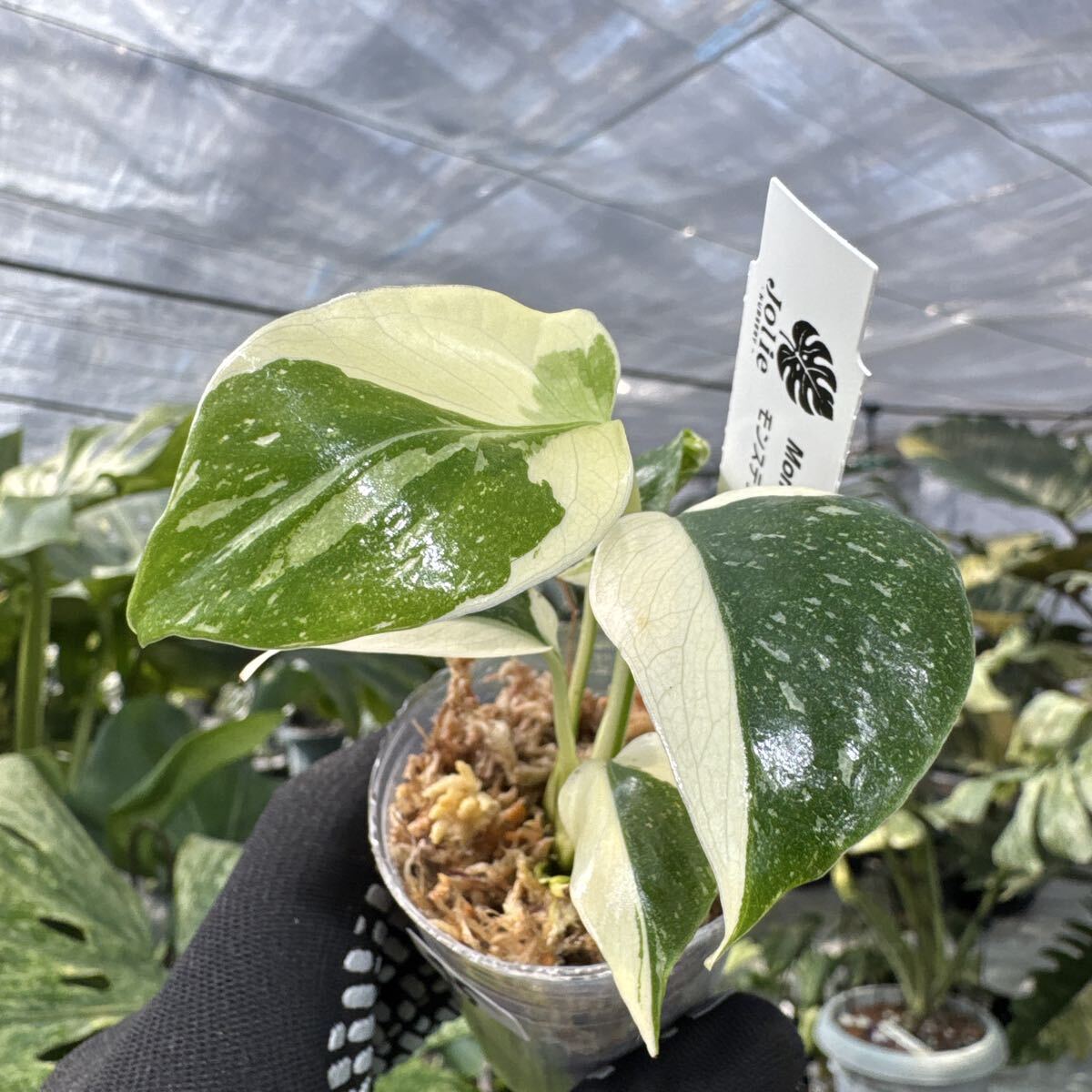 45 厳選斑入り　モンステラ タイコンステレーション　２寸ポリポット　ネコポス発送