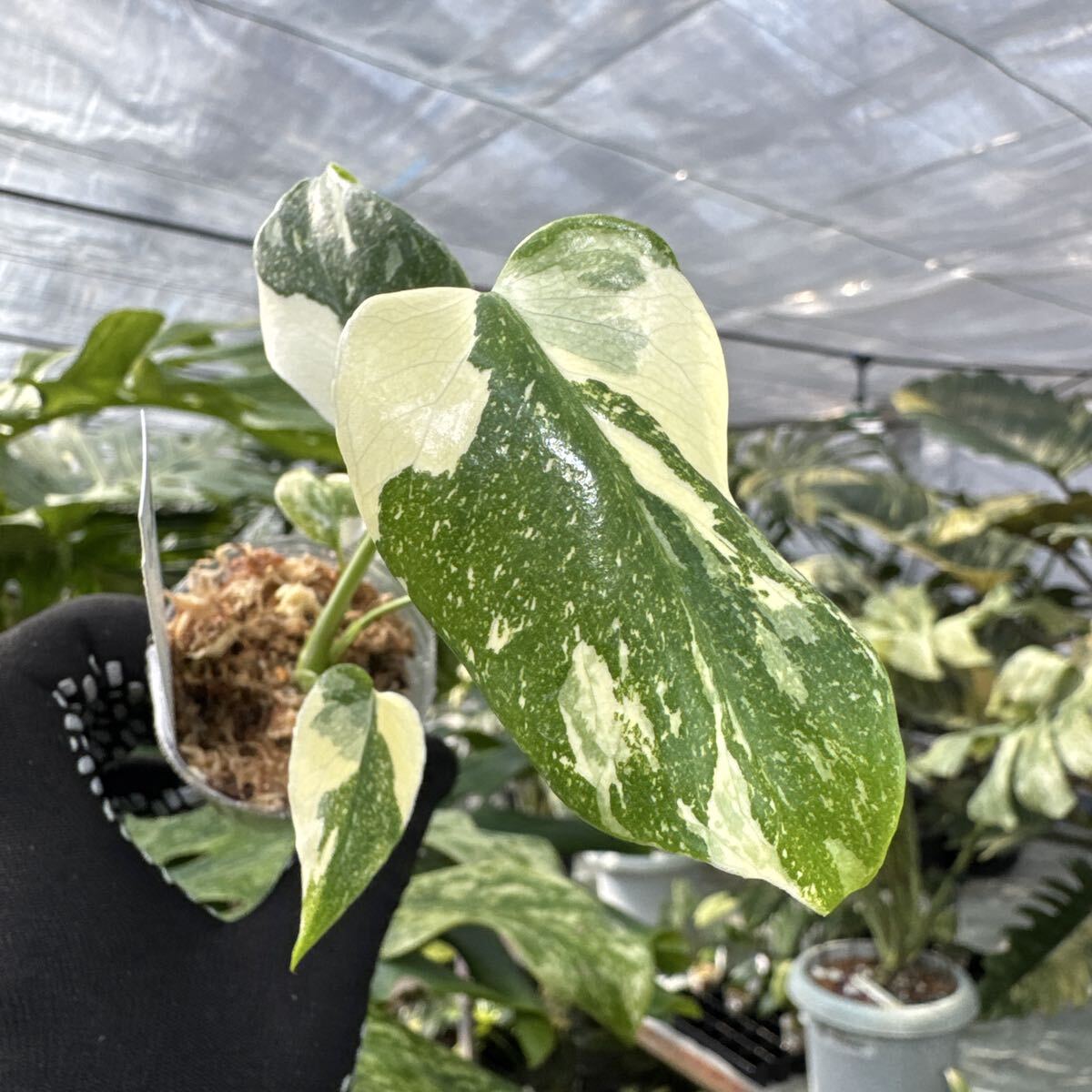 46 厳選斑入り　モンステラ タイコンステレーション　２寸ポリポット　ネコポス発送