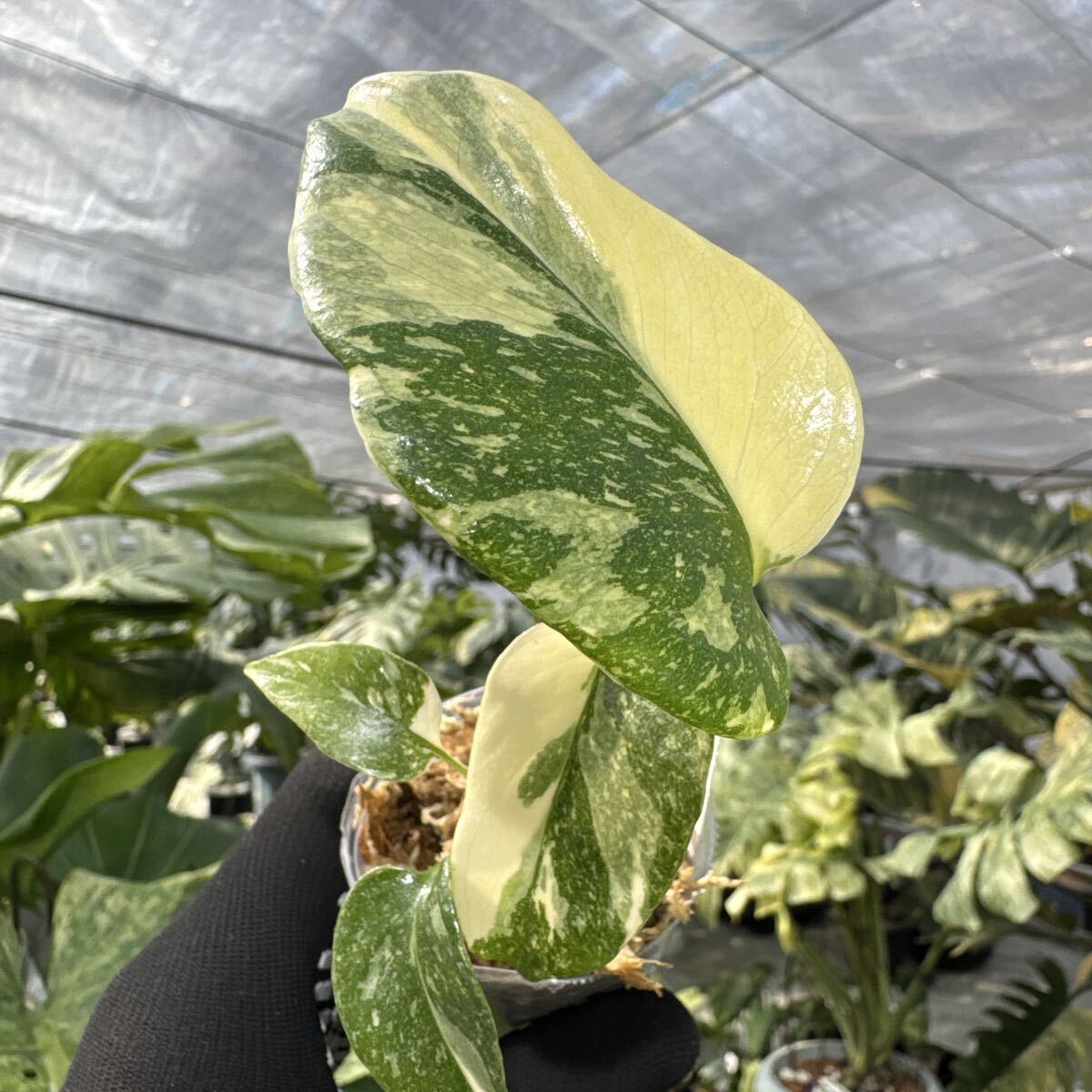 47 厳選斑入り　モンステラ タイコンステレーション　２寸ポリポット　ネコポス発送