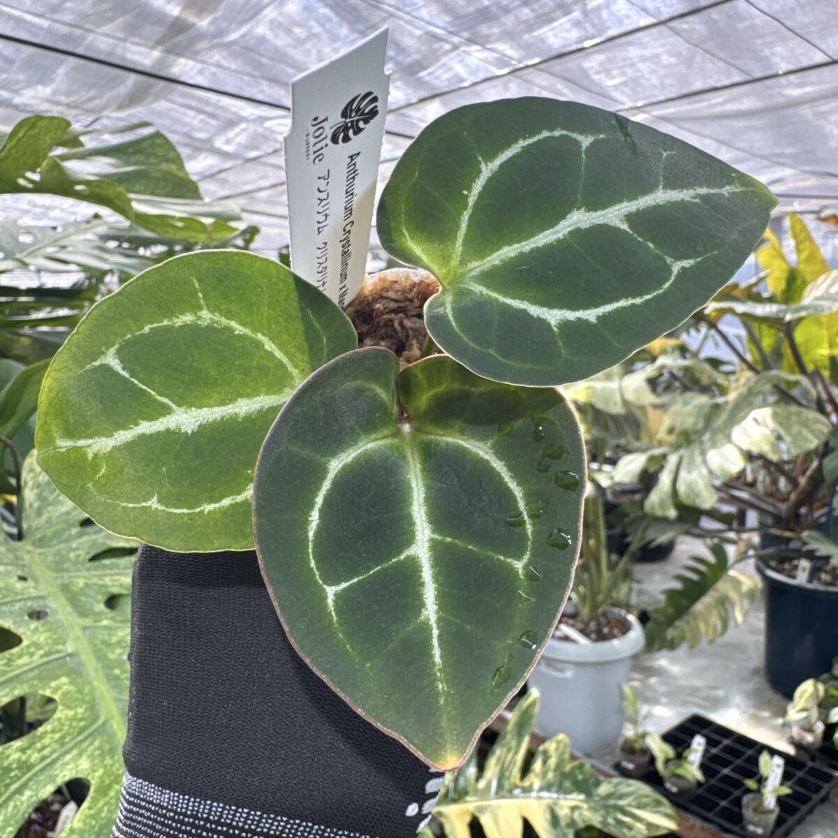 26 アンスリウム クリスタリナム X マニフィカム　2寸ポリポット