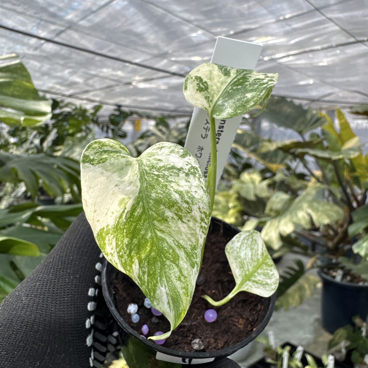 11 モンステラ　デリシオーサ　ホワイトモンスター　天津蘭