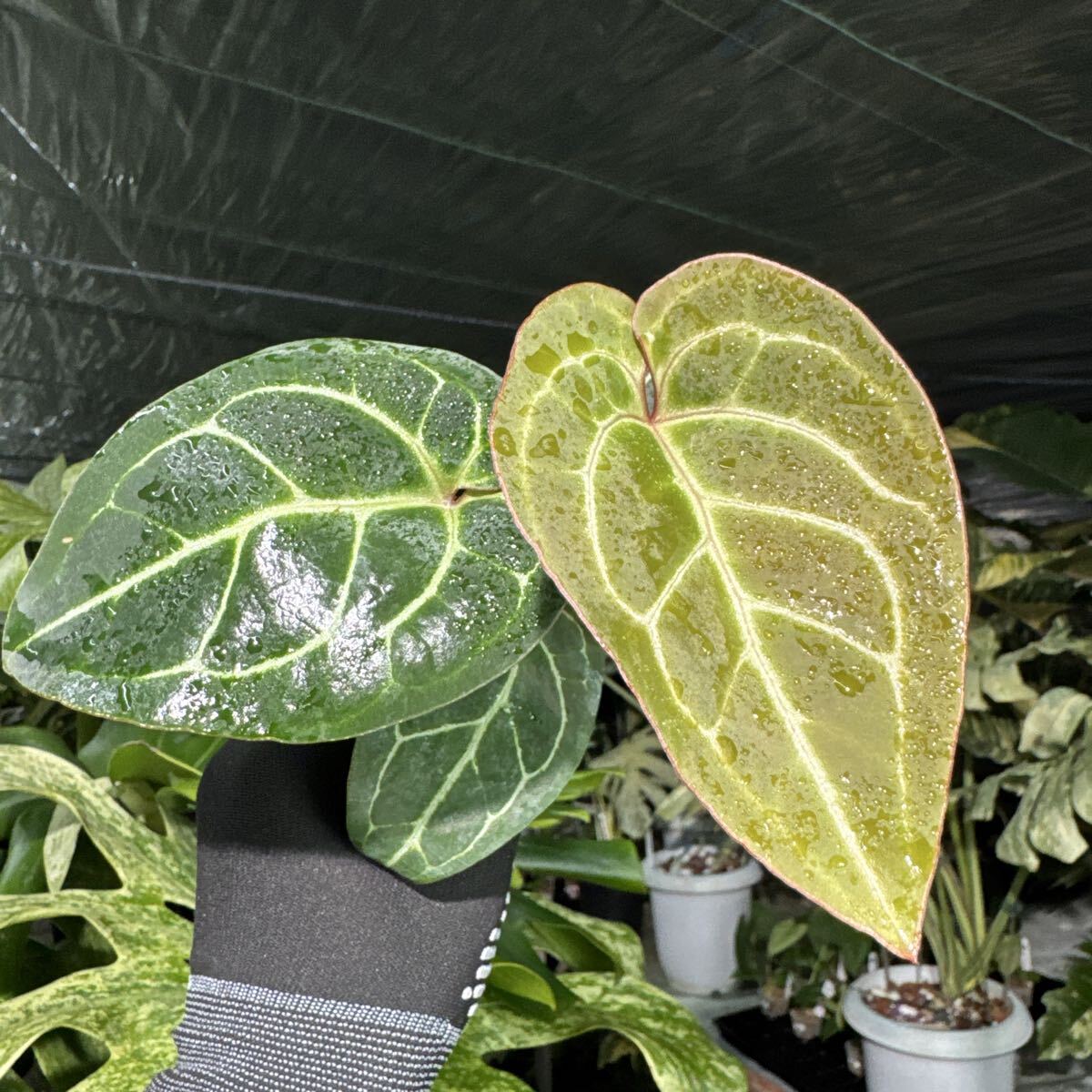 C5 アンスリウム クリスタリナム X マニフィカム　2寸ポリポット