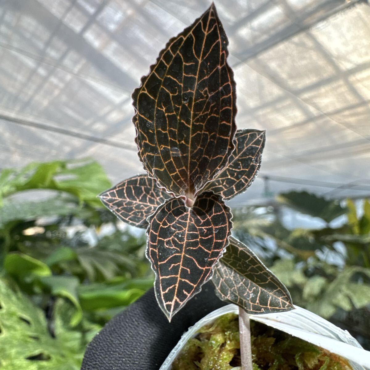 B7 ジュエルオーキッド　宝石蘭　2寸ポリポット　ネコポス発送