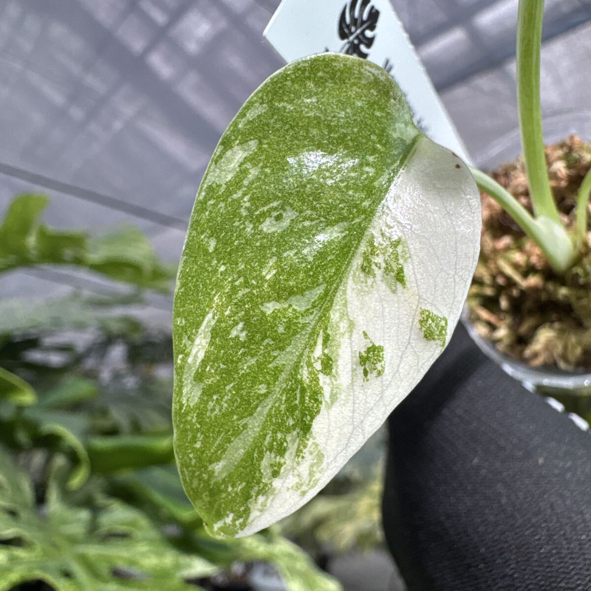 12 モンステラ タイコンステレーション 厳選斑入り　2寸ポリポットネコポス発送