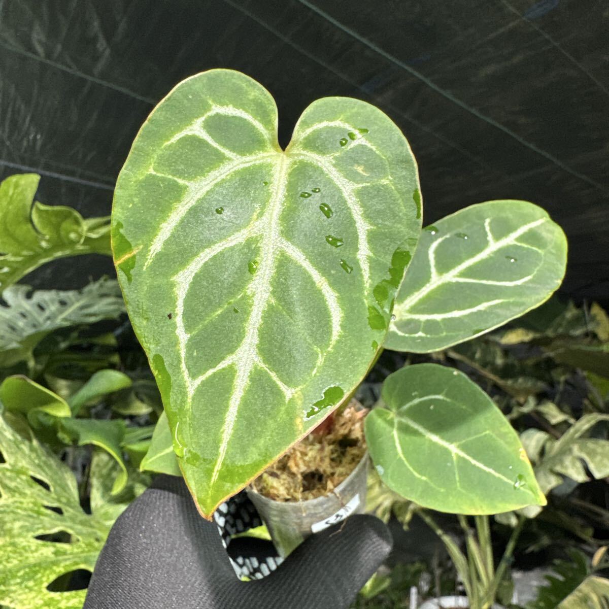 S3 アンスリウム クリスタリナム X マニフィカム　2寸ポリポット