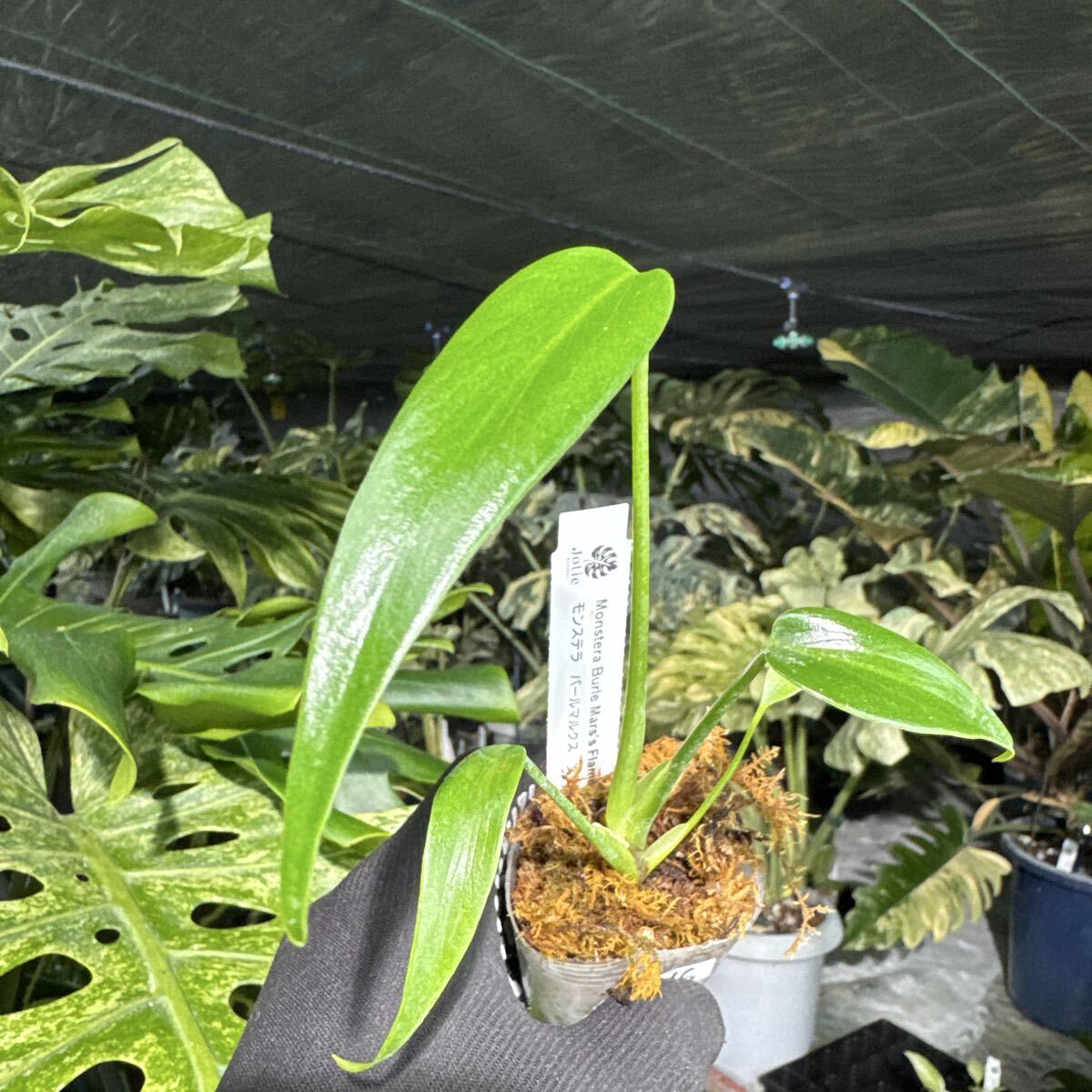 H6 モンステラ バールマルクスフレーム　2寸ポリポット ネコポス発送