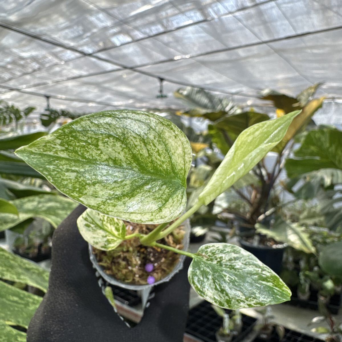 B4 モンステラ　デリシオーサ　ミント斑入り　2寸ポリポット　ネコポス発送