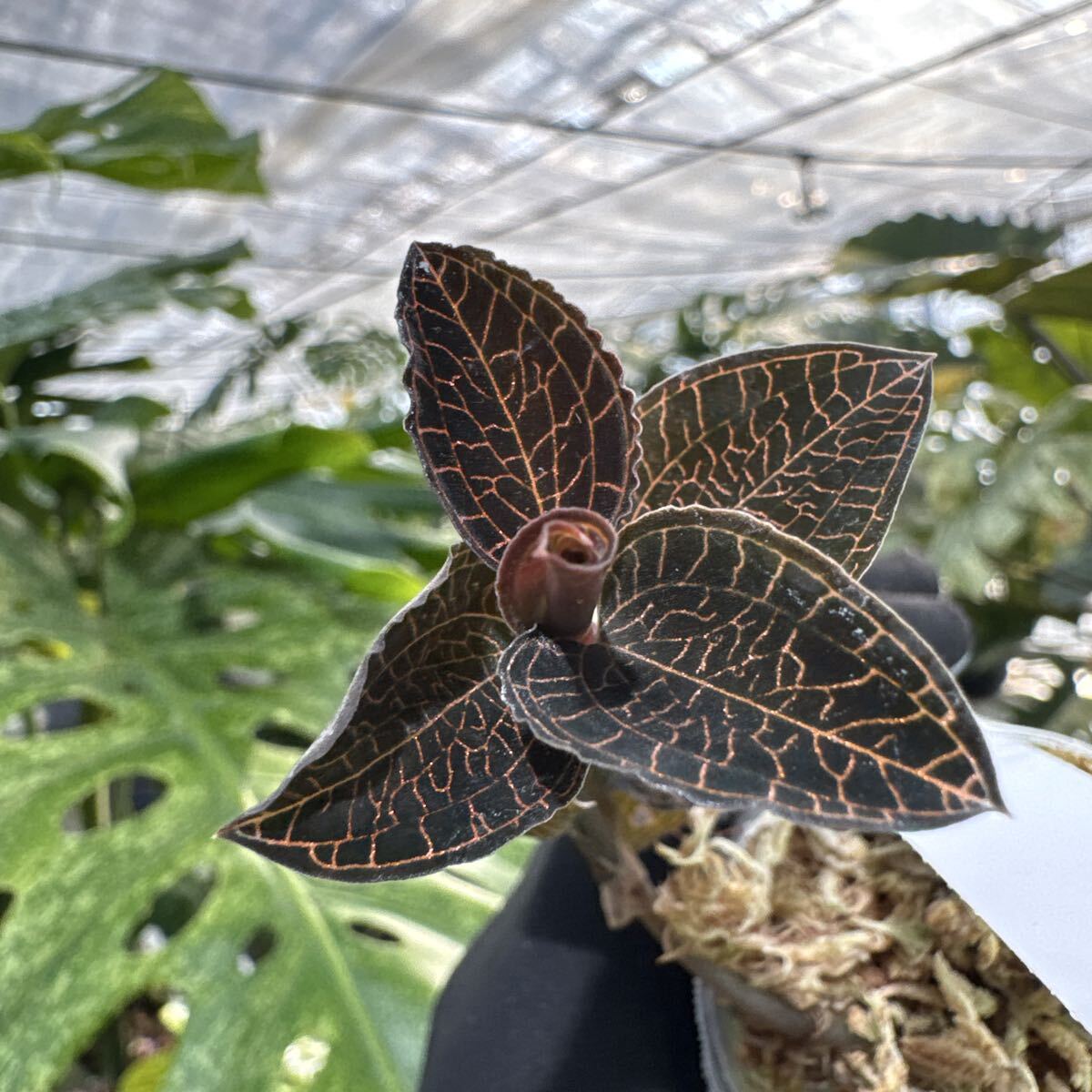 C8 ジュエルオーキッド　宝石蘭　2寸ポリポット　ネコポス発送