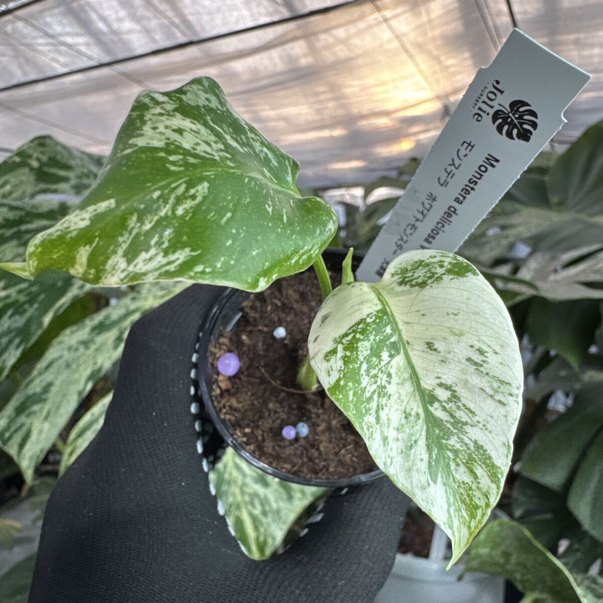 C1 モンステラ　デリシオーサ　ホワイトモンスター　天津蘭　