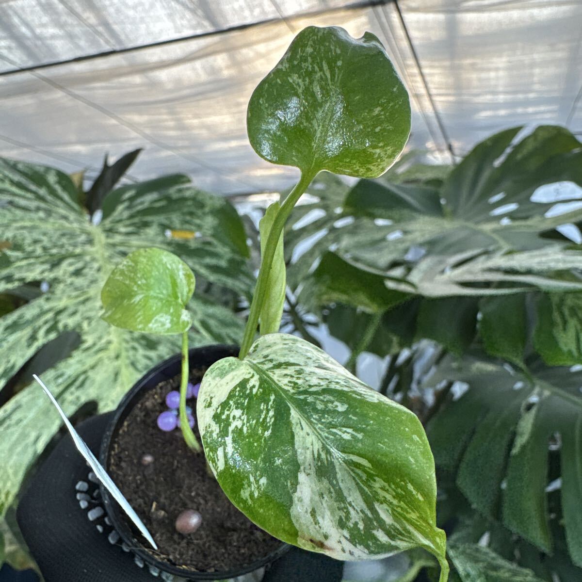 C3 モンステラ　デリシオーサ　ホワイトモンスター　天津蘭　