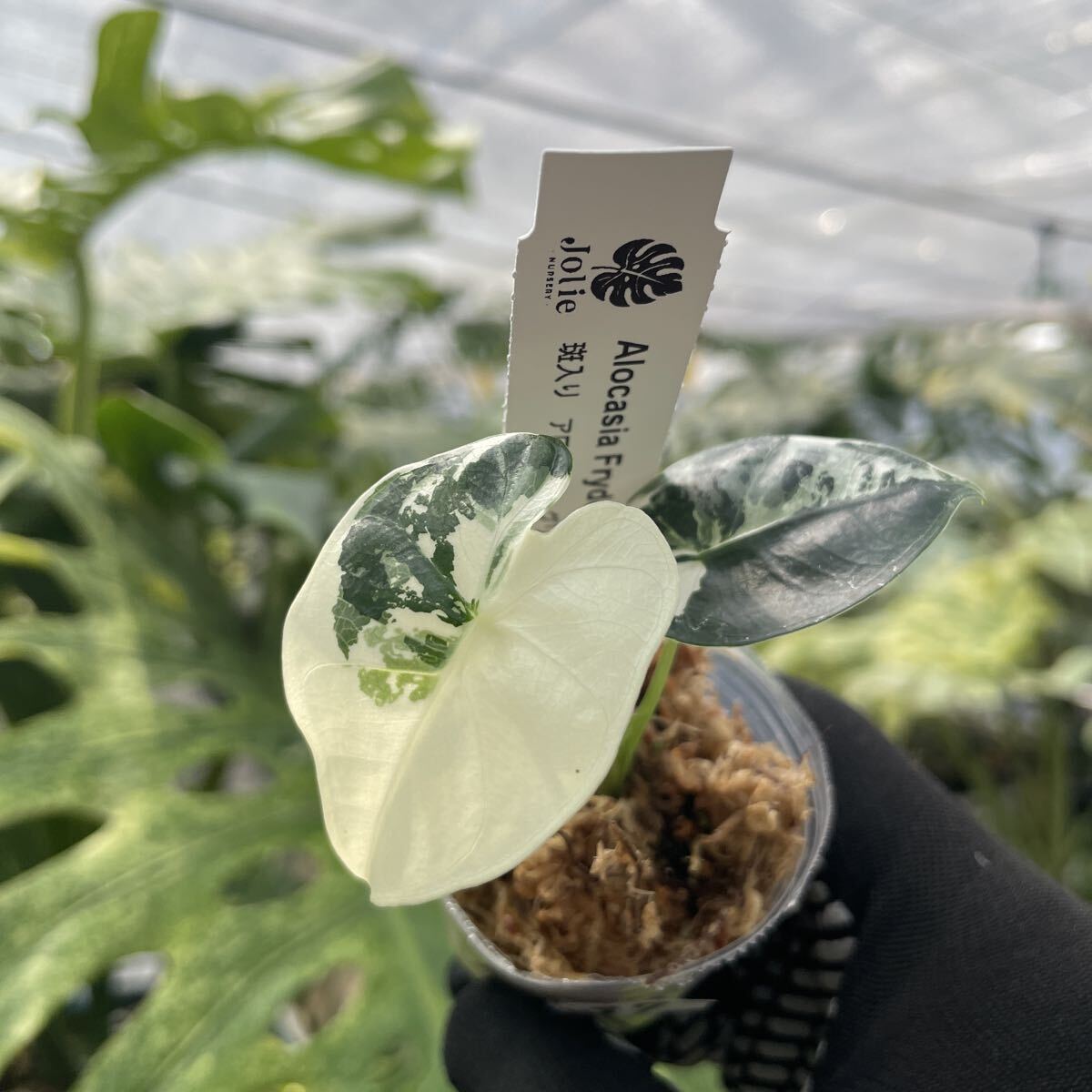 S7アロカシア　グリーンベルベット　斑入り 2寸ポリポット　ネコポス発送