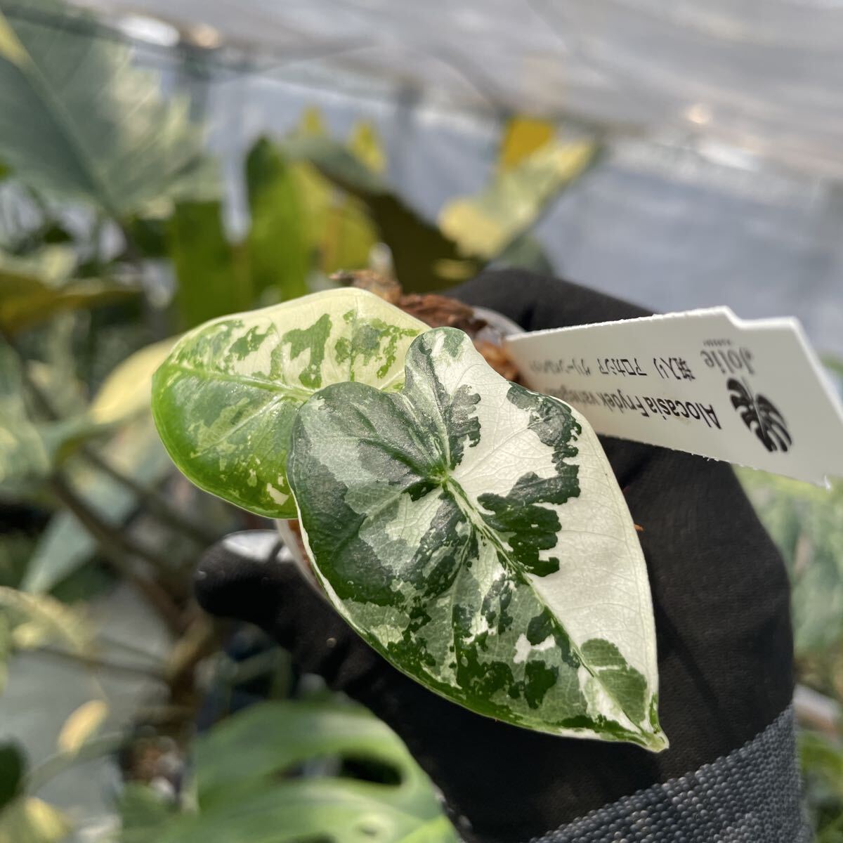 S17アロカシア　グリーンベルベット　斑入り 2寸ポリポット　ネコポス発送