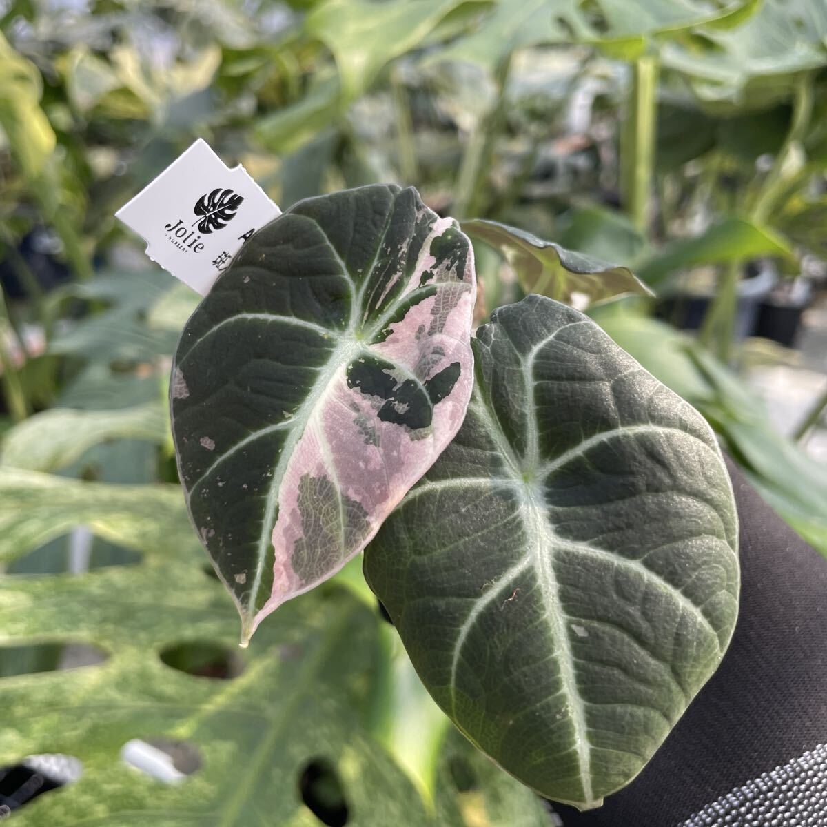 A21アロカシア　ブラックベルベット　ピンク斑入り　2寸ポリポット　ネコポス