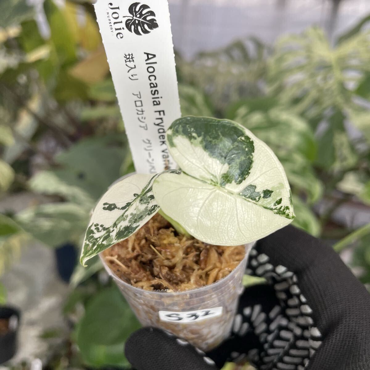 S32アロカシア　グリーンベルベット　斑入り 2寸ポリポット　ネコポス発送