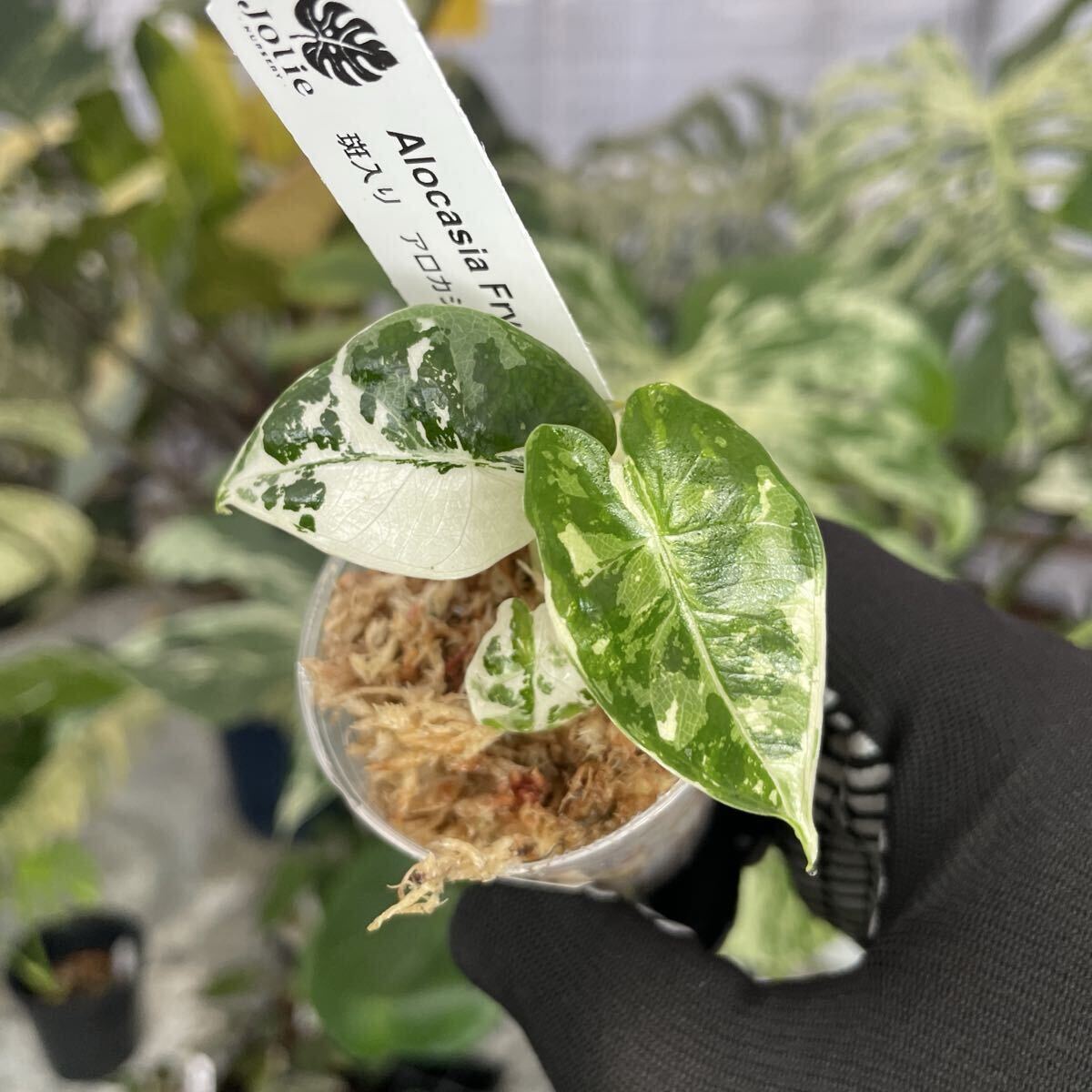 S34アロカシア　グリーンベルベット　斑入り 2寸ポリポット　ネコポス発送