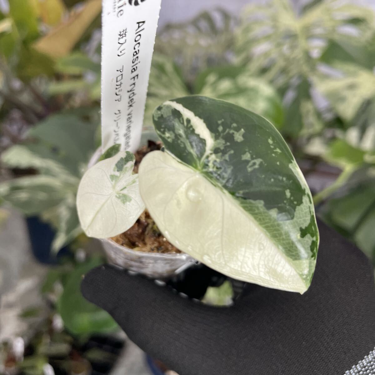 S35アロカシア　グリーンベルベット　斑入り 2寸ポリポット　ネコポス発送