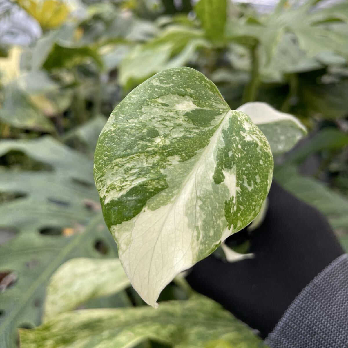 A41モンステラ タイコンステレーション 厳選斑入り　2寸ポリポットネコポス発送