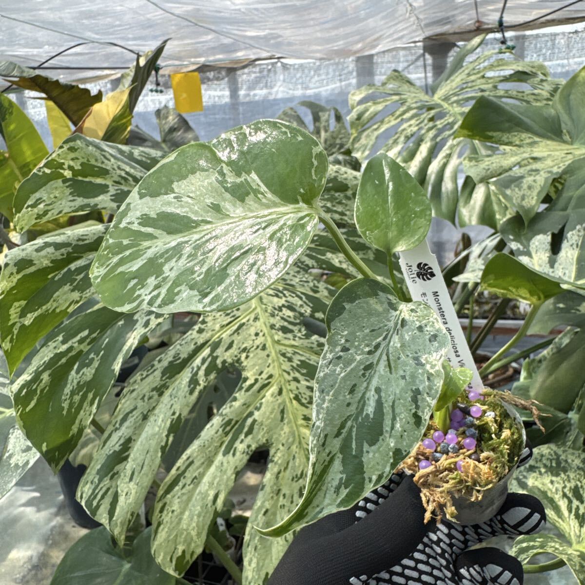 1モンステラ　デリシオーサ　ベトシオーサ　2寸ポリポット　ネコポス発送