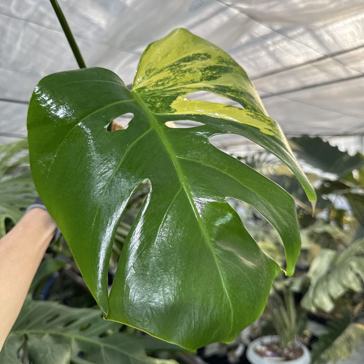 Q9 モンステラ　ボルギシアナ　オーレア　黄斑　健康成長点カット苗