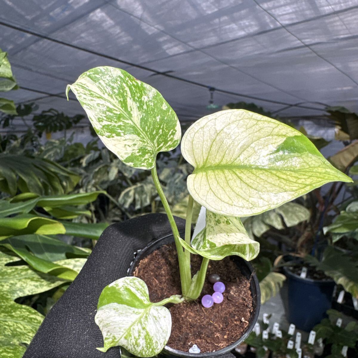 24 モンステラ　デリシオーサ　ホワイトモンスター　天津蘭