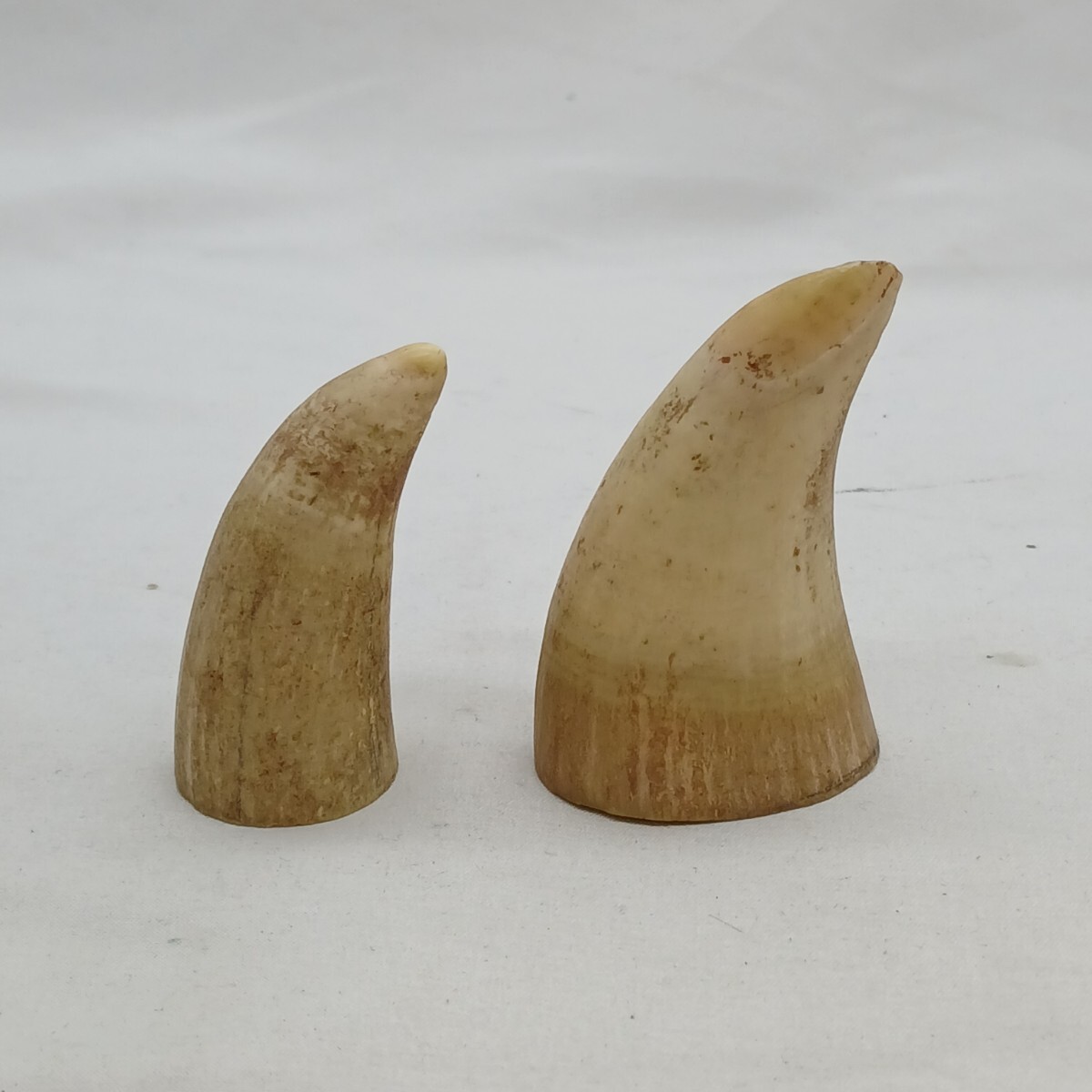 【Q-1218】 マッコウクジラ 鯨 歯 2点 まとめて 抹香鯨 牙 印材 置物 骨董 天然素材 工芸品 彫刻材料