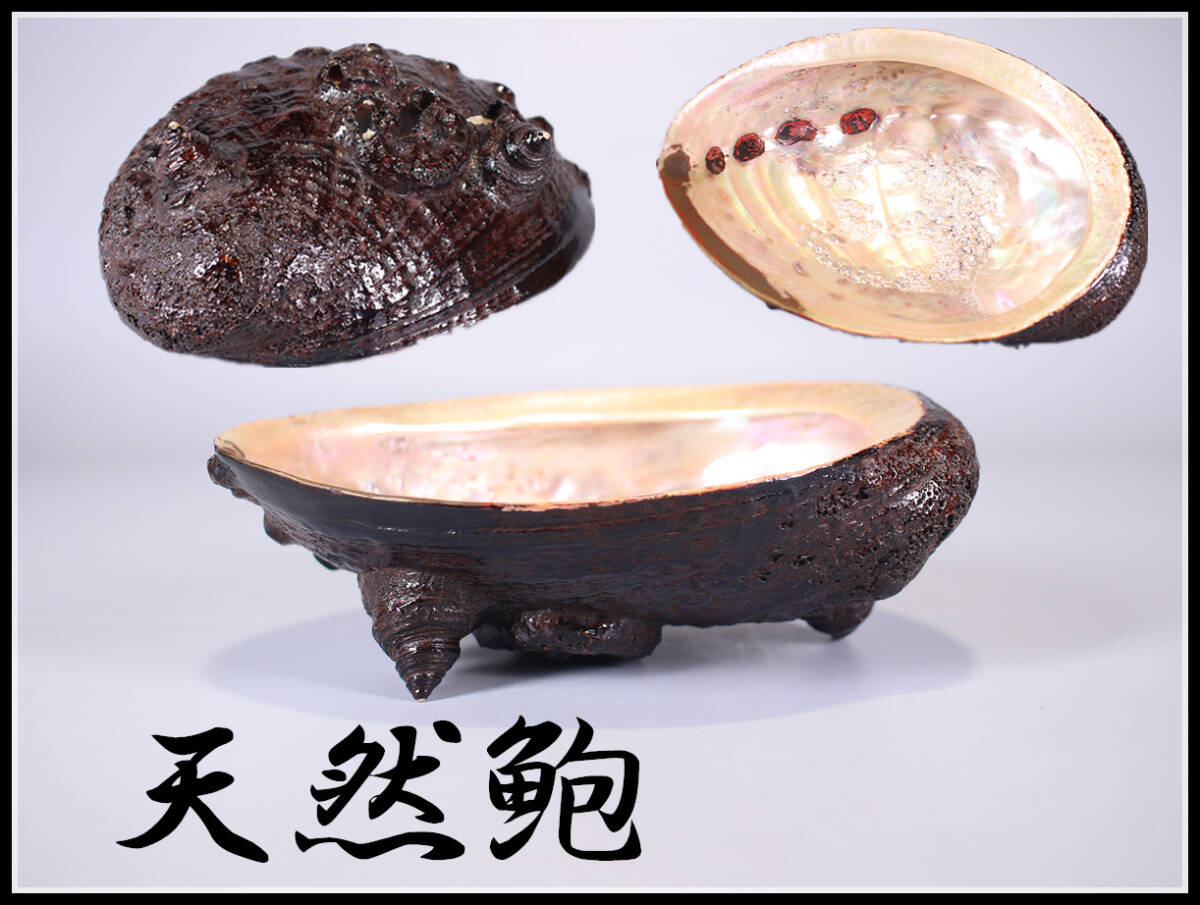 【玉】ZE068　漆芸他 江戸時代 【天然鮑】 漆塗 石決明盃 アワビ皿 茶道具 箱付 時代のなおしあり