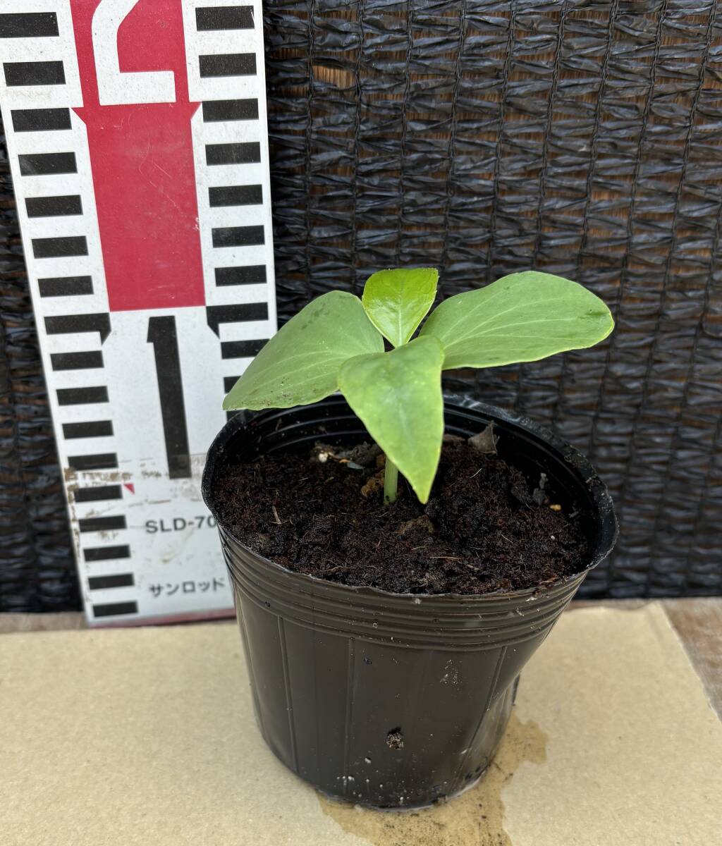 ★布福娜 黒老虎 グリーン 実生1年生1苗