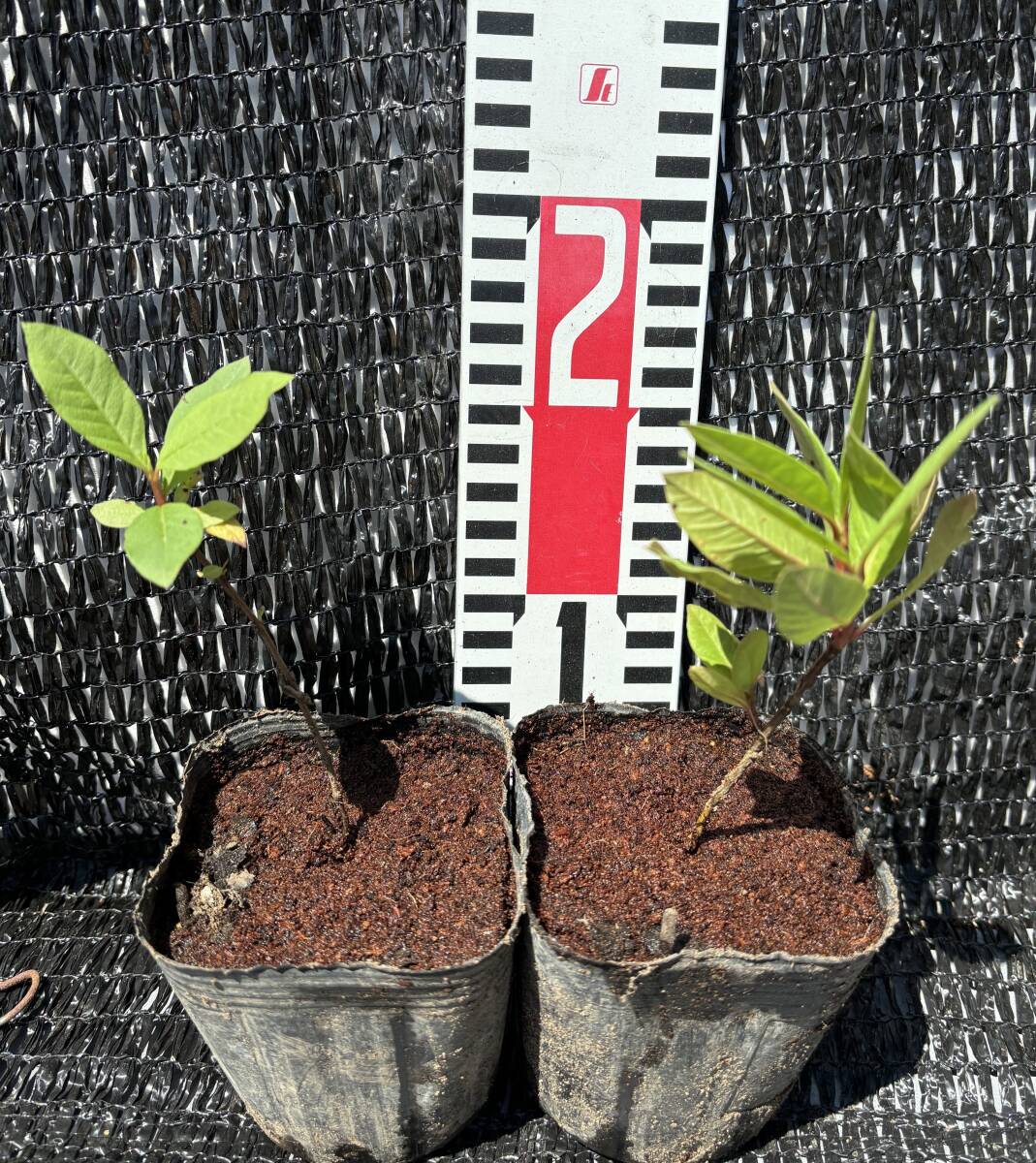 ★白(真珠)グァバ実生1苗 A