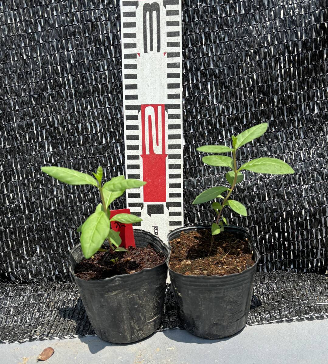 ★ピンク(紅)グァバ実生2苗 A