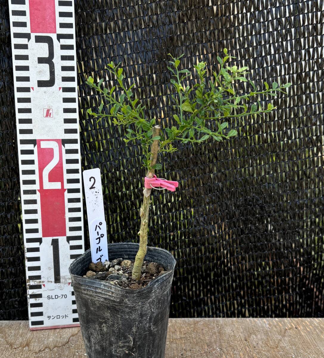★フィンガーライム パープルブリス接木1苗　3