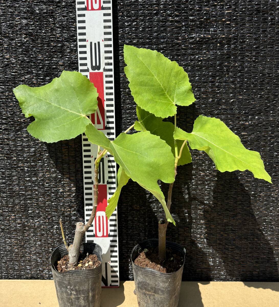 ★無花果、黒イチジク挿し木3苗　A