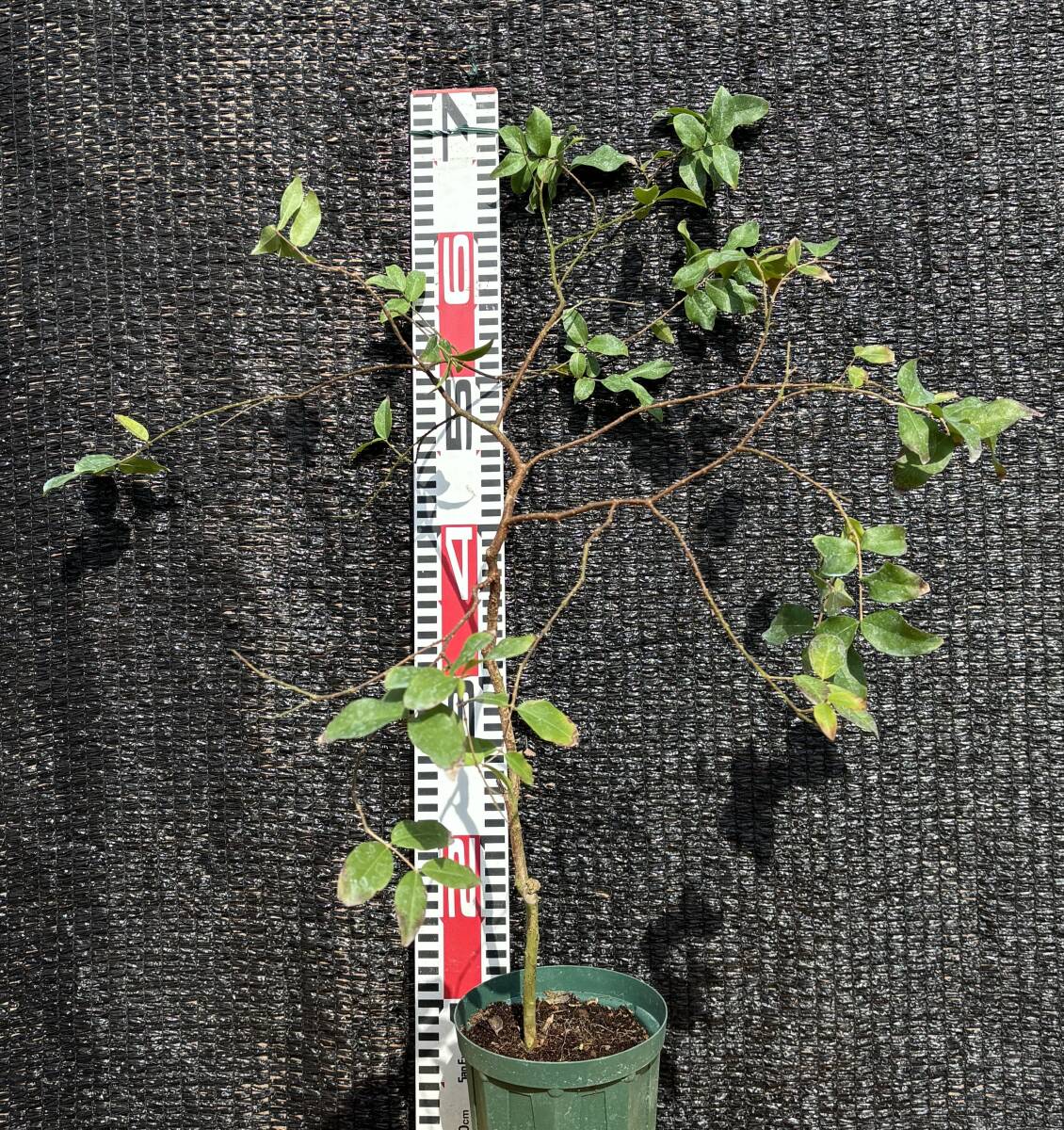 ★不思議なフルーツ ジャボチカバ、3年生小葉 1苗