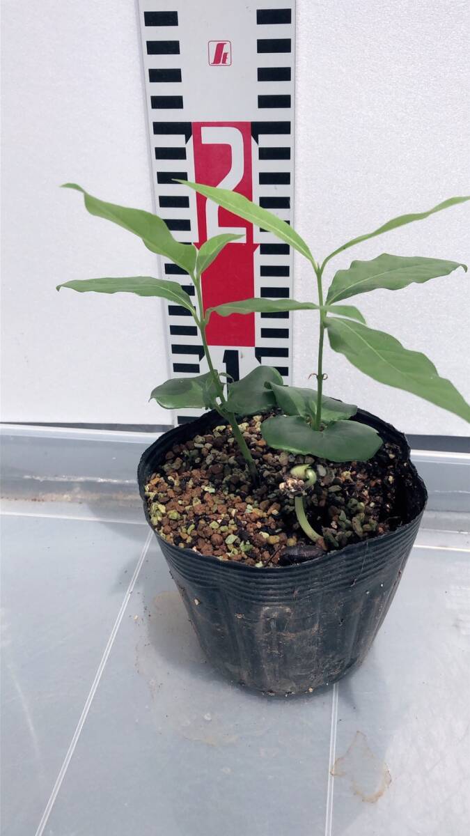 ★梅ロウバイ1~2年生　2苗