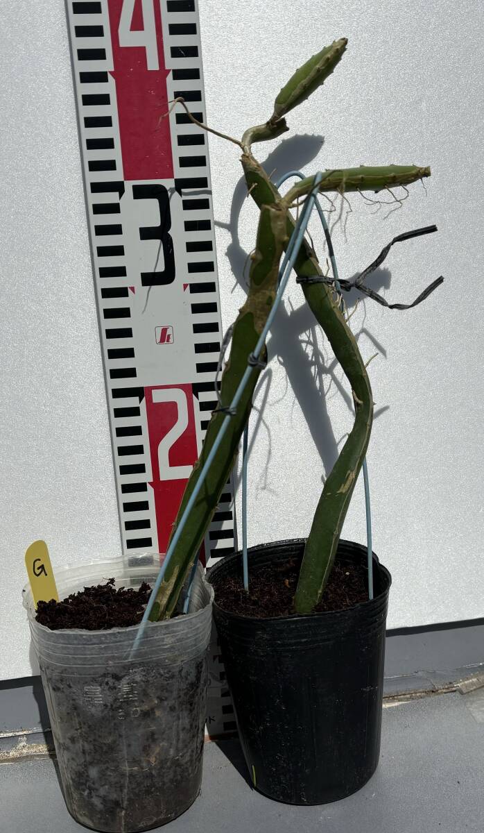 ★ゴールデンドラゴンフルーツ イエロー種 2苗在庫整理品