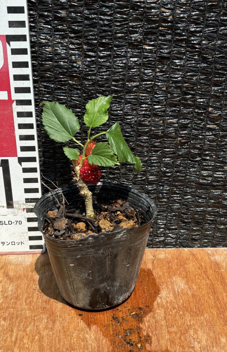 ★マルベリー挿し木 1苗　１年生