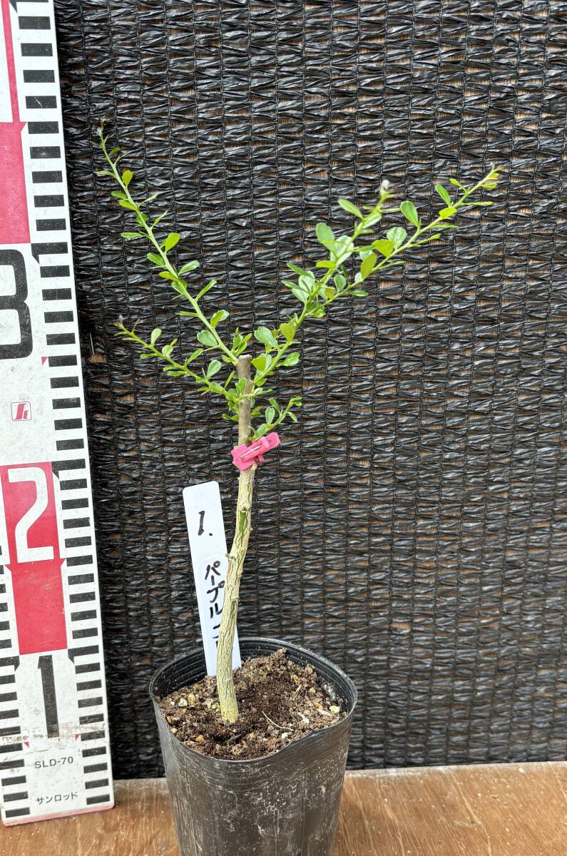 ★フィンガーライム パープルブリス接木1苗　2