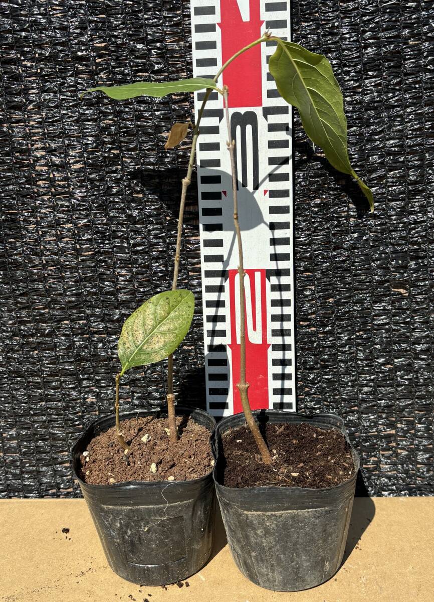 ★梅ロウバイ2～3年生1苗