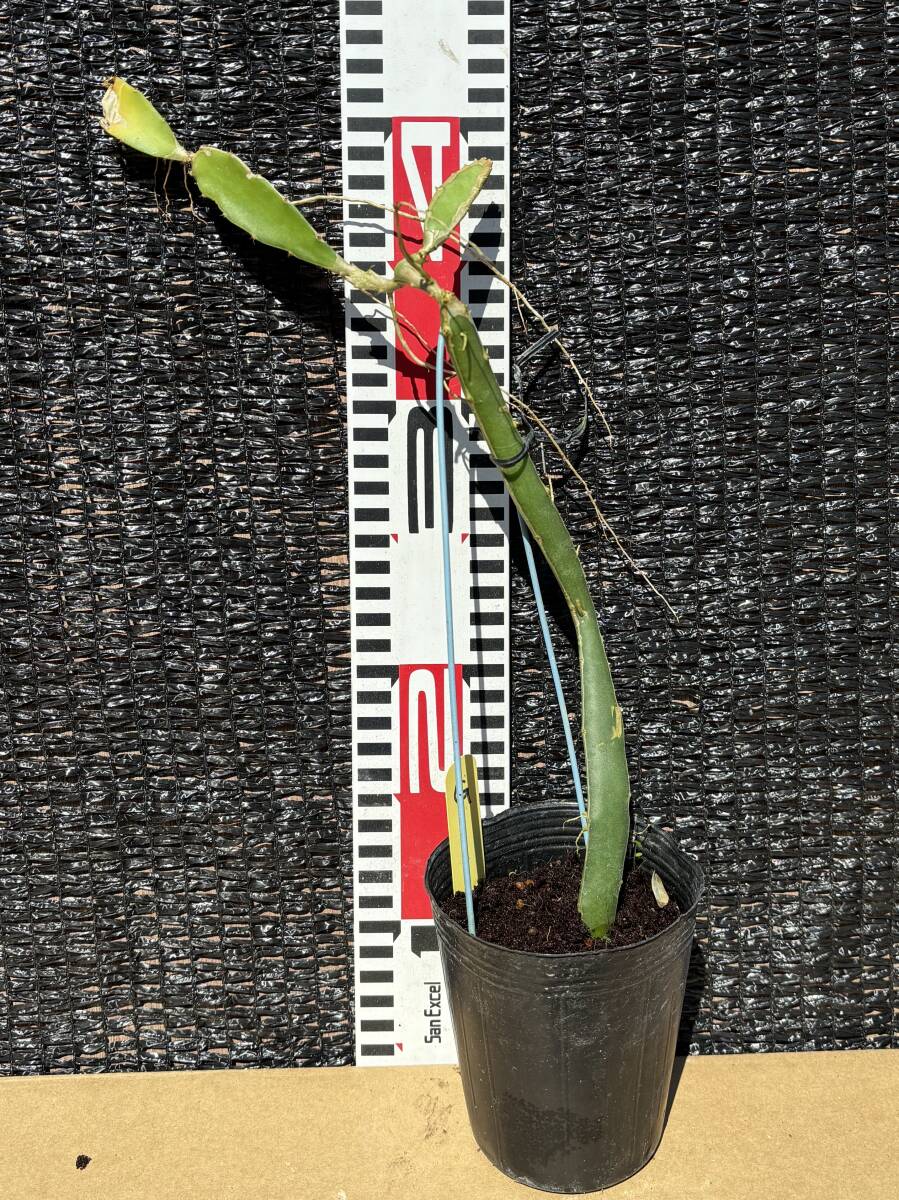 ★ゴールデンドラゴンフルーツ イエロー種 1苗　A