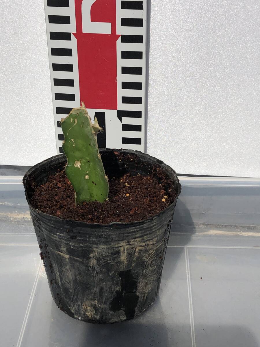 ★ゴールデンドラゴンフルーツ イエロー種 1苗