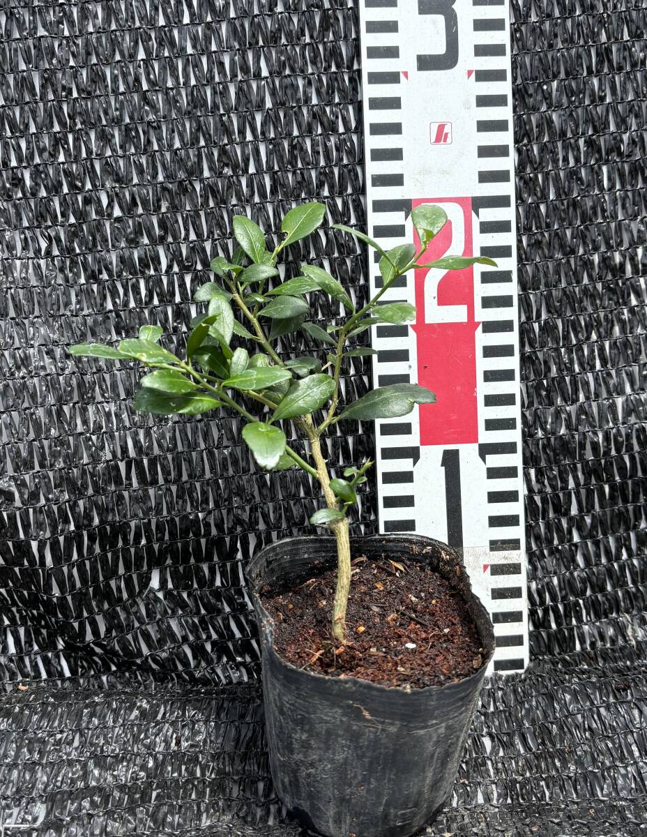 ★フィンガーライム 3年生以上 挿し木1苗